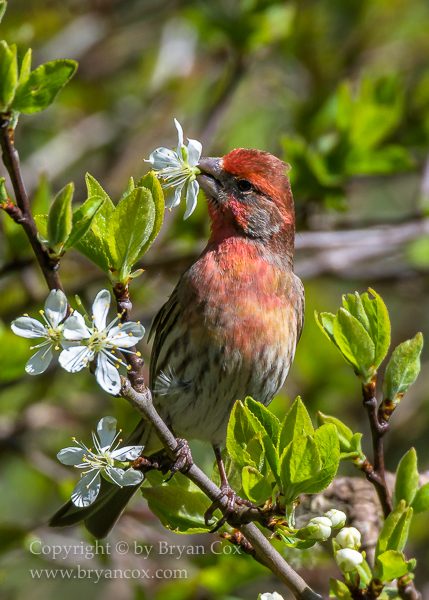 Image of House Finch
