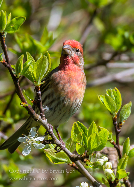 Image of House Finch