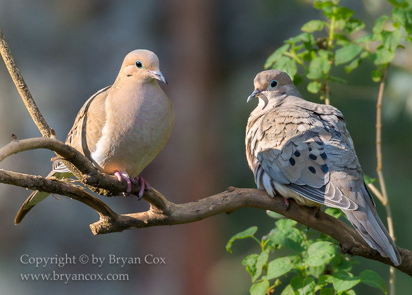 Image of Mourning Doves
