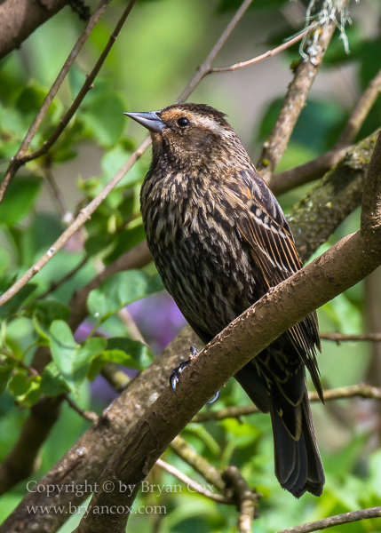 Image of Red-winged Blackbird