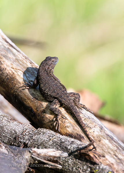 Image of Western Fence Lizard