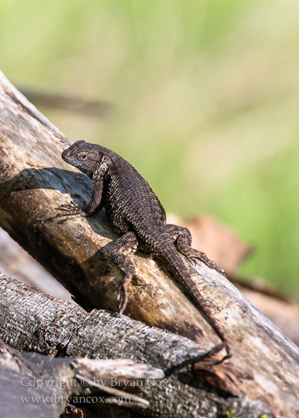 Image of Western Fence Lizard