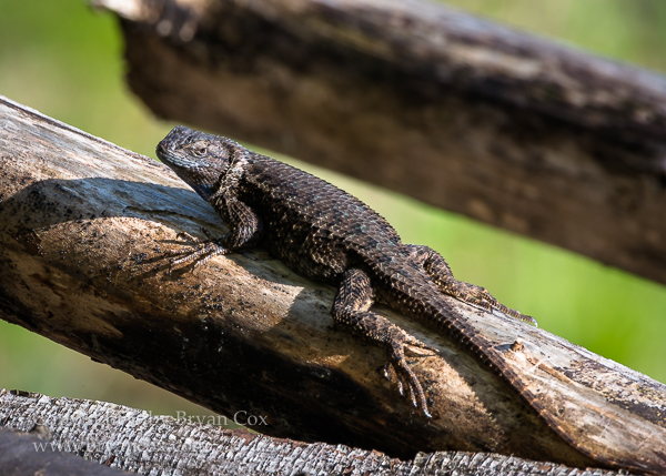 Image of Western Fence Lizard