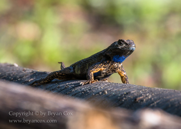 Image of Western Fence Lizard
