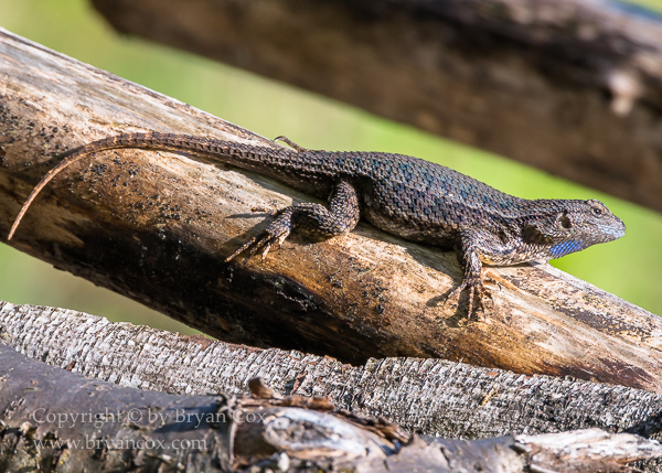 Image of Western Fence Lizard