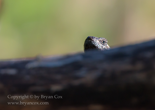 Image of Western Fence Lizard