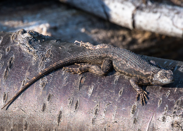 Image of Western Fence Lizard