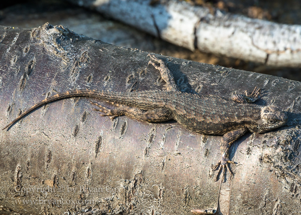 Image of Western Fence Lizard