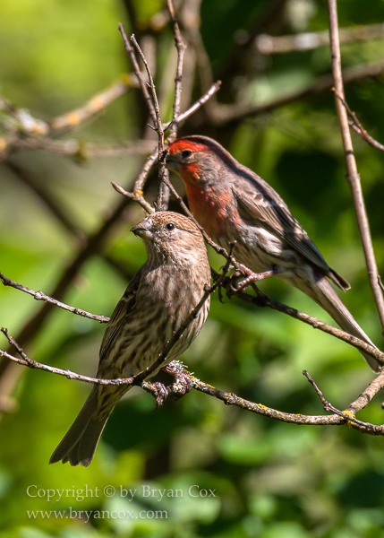 Image of House Finches