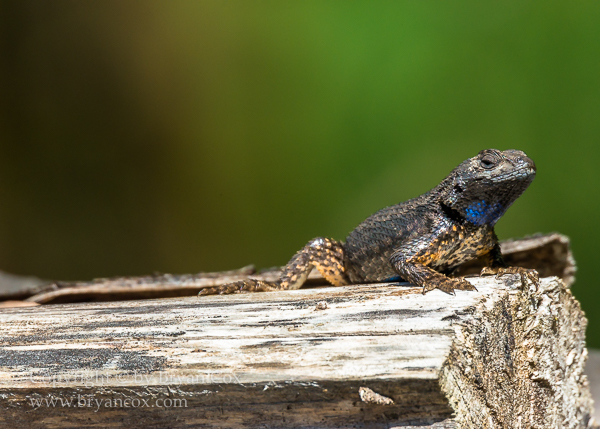 Image of Western Fence Lizard