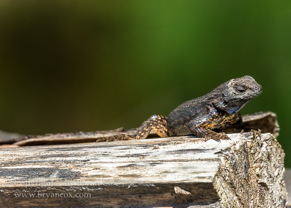 Image of Western Fence Lizard