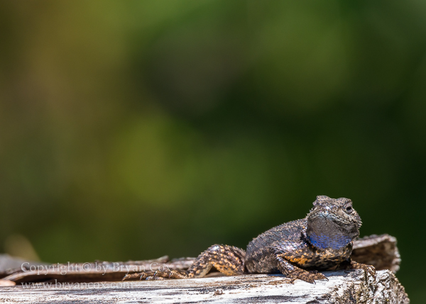 Image of Western Fence Lizard