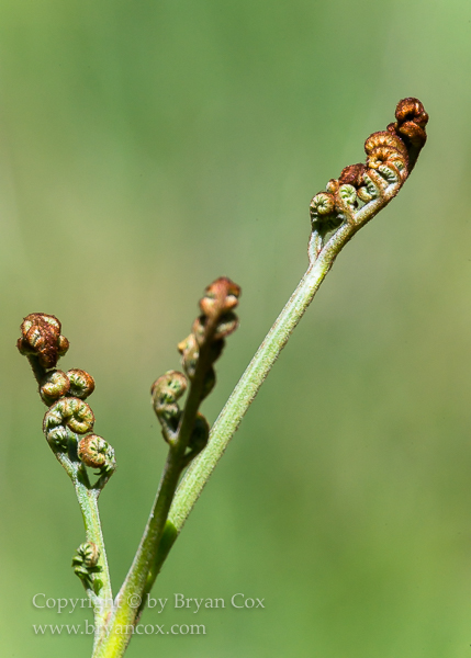 Image of Bracken Fern
