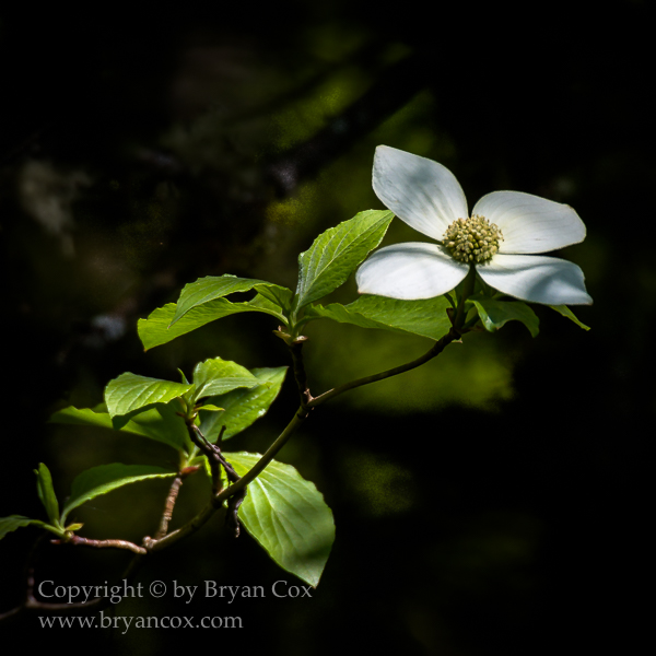 Image of Pacific Dogwood