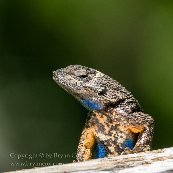 Image of Western Fence Lizard