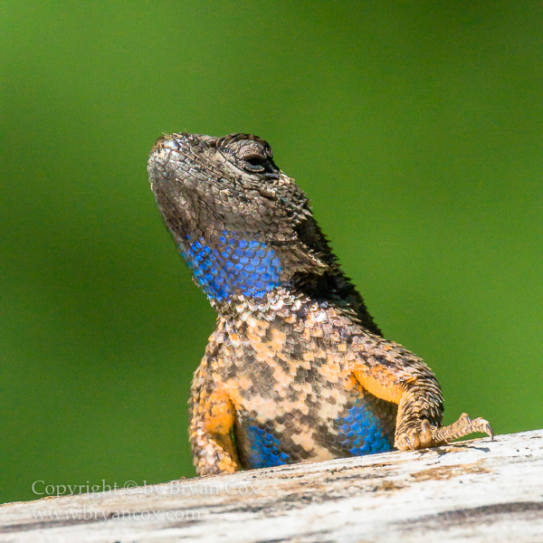 Image of Western Fence Lizard