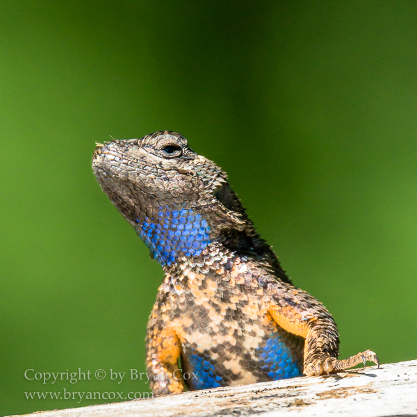 Image of Western Fence Lizard