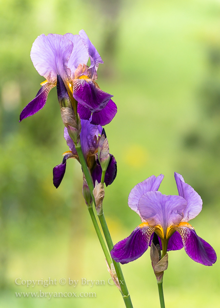 Image of Bearded Iris