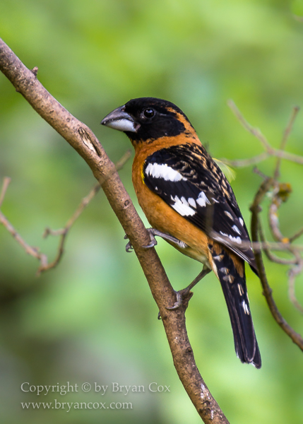 Image of Grosbeaks & Tanagers