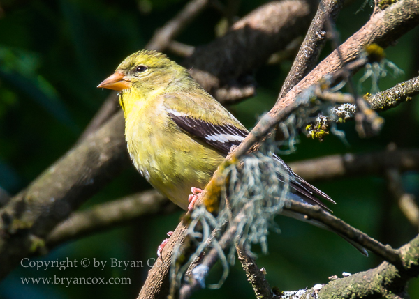Image of American Goldfinch