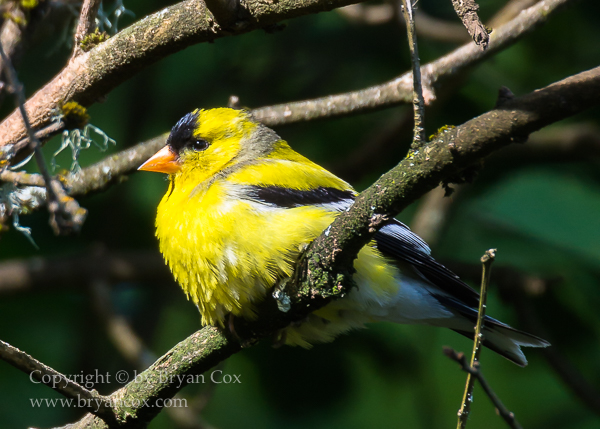 Image of American Goldfinch