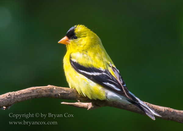 Image of American Goldfinch