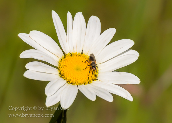 Image of Oxeye Daisy