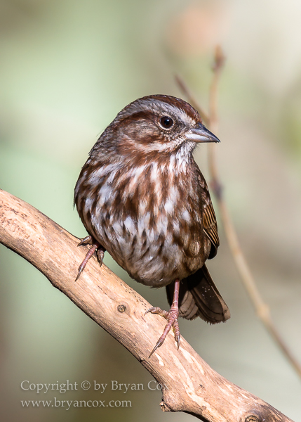 Image of Song Sparrow