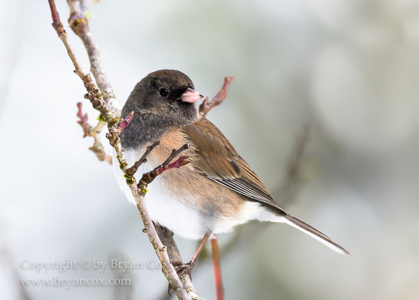 Image of Dark-eyed Junco