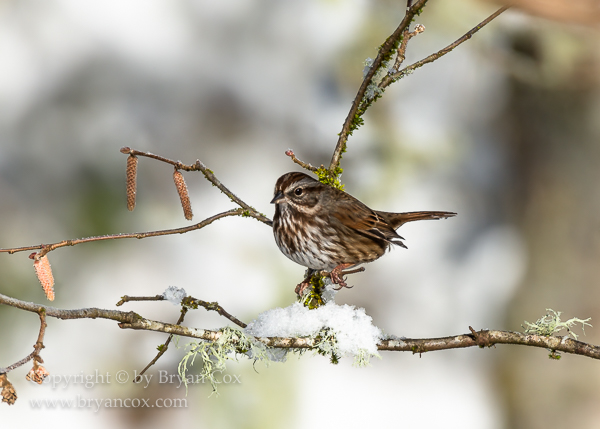 Image of Song Sparrow