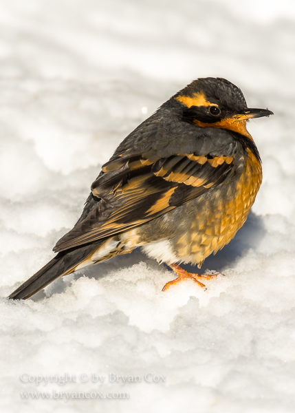 Image of Varied Thrush