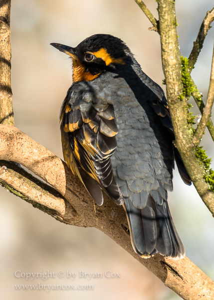 Image of Varied Thrush