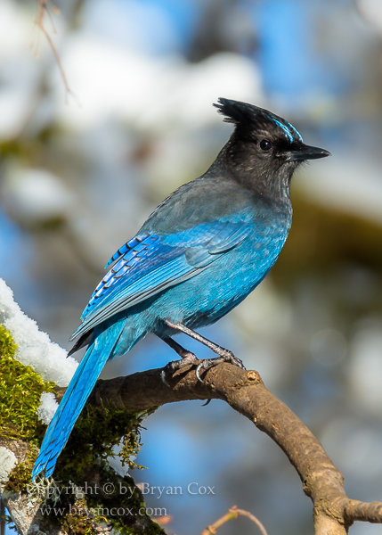 Image of Steller's Jay