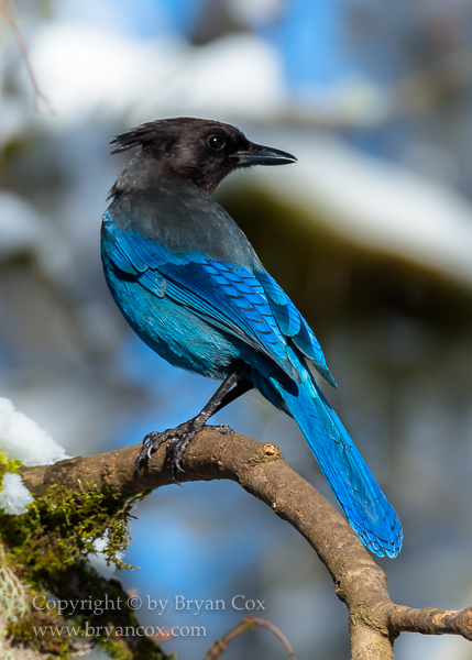 Image of Steller's Jay