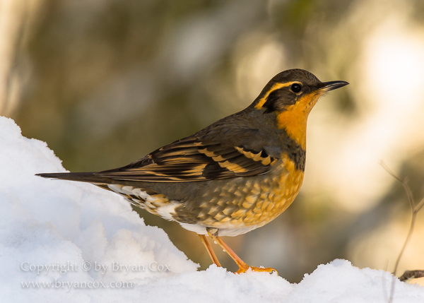 Image of Varied Thrush