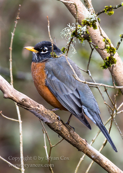 Image of American Robin