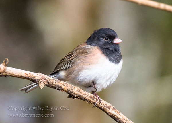 Image of Dark-eyed Junco
