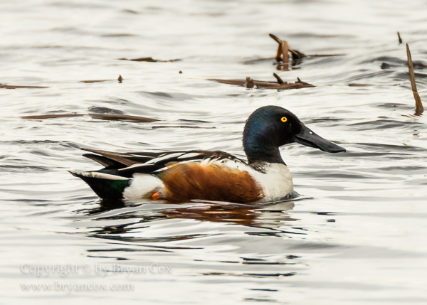 Image of Northern Shoveler