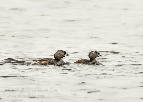 Image of Pied-billed Grebes