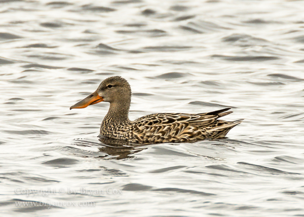 Image of Northern Shoveler