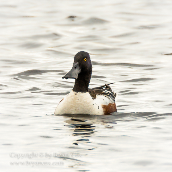 Image of Northern Shoveler