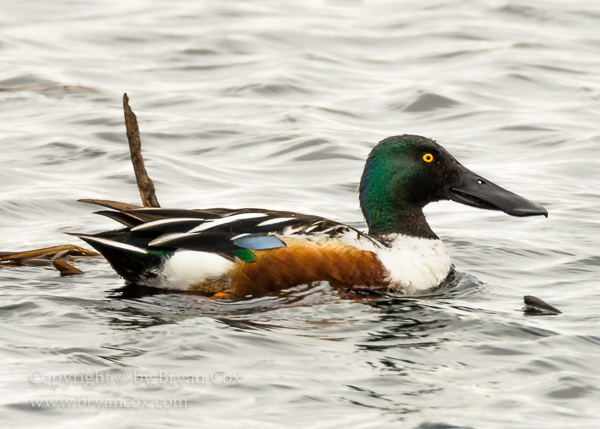 Image of Northern Shoveler