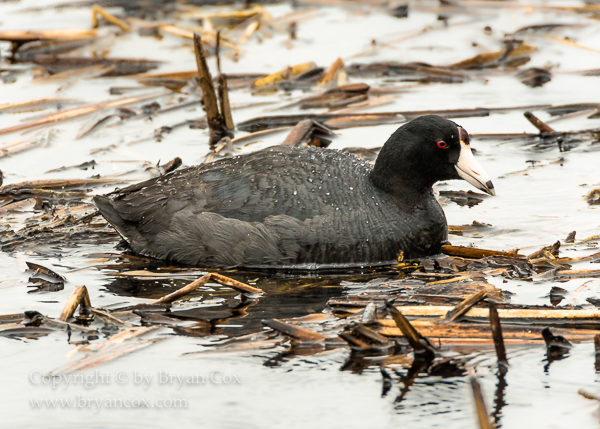 Image of American Coot