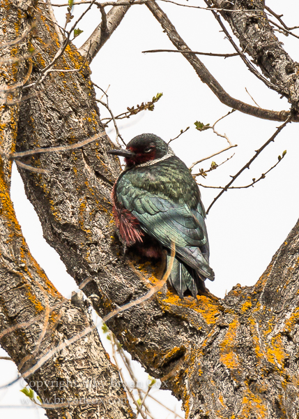 Image of Lewis' Woodpecker