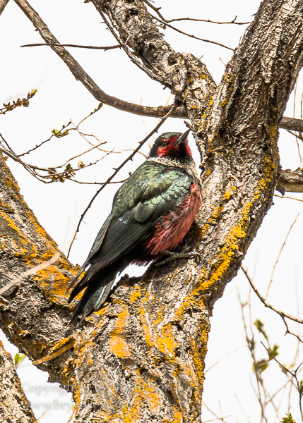 Image of Lewis' Woodpecker