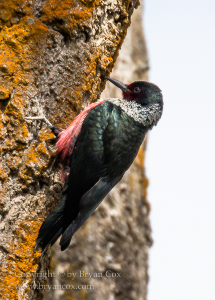 Image of Lewis' Woodpecker