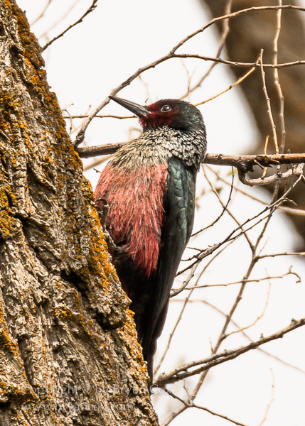 Image of Lewis' Woodpecker