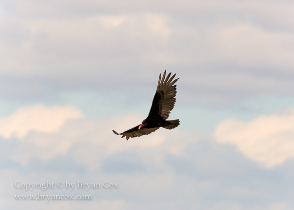 Image of Turkey Vulture