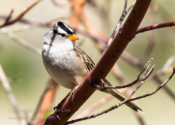 Image of White-crowned Sparrow