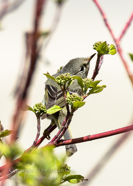 Image of Kinglets